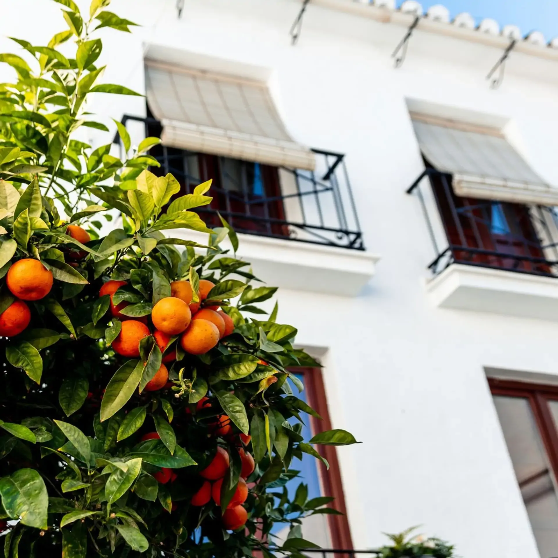 An orange tree laden with ripe fruit in the foreground, set against the facade of a white building with balconies and blinds.