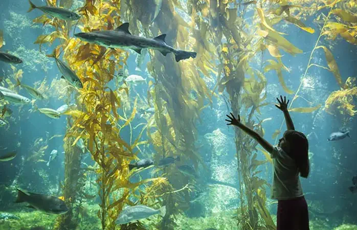 Amazed Young Girl Standing Up Against Large Aquarium Observation Glass Reaching for Leopard Shark.