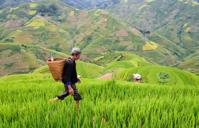 old farmer works and carries baskets on his shoulder in the field of rice on rice terraces